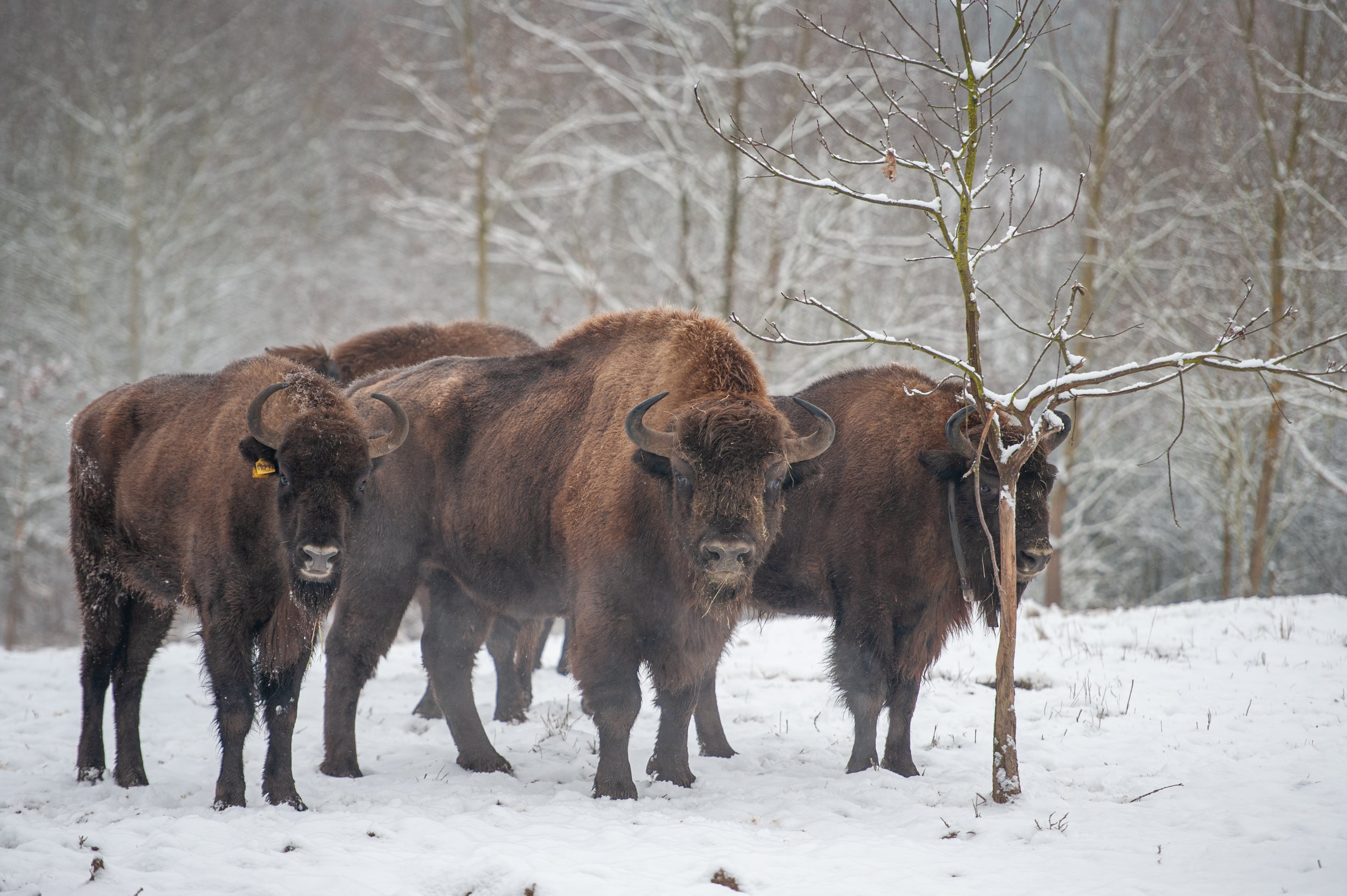Kampfmittelräumung unter tierischer Aufsicht